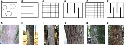 Bark Effects on Stemflow Chemistry in a Japanese Temperate Forest II. The Role of Bark Anatomical Features